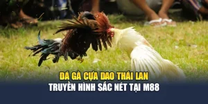 Đá Gà Cựa Dao Thái Lan Truyền Hình Sắc Nét Tại M88