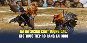 Đá Gà Sv388 Chất Lượng Cao, Kèo Trực Tiếp Rõ Ràng Tại M88