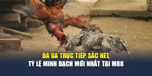 Đá Gà Trực Tiếp Sắc Nét, Tỷ Lệ Minh Bạch Mới Nhất Tại M88