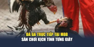 Đá Gà Trực Tiếp Tại M88 – Sân Chơi Kịch Tính Từng Giây